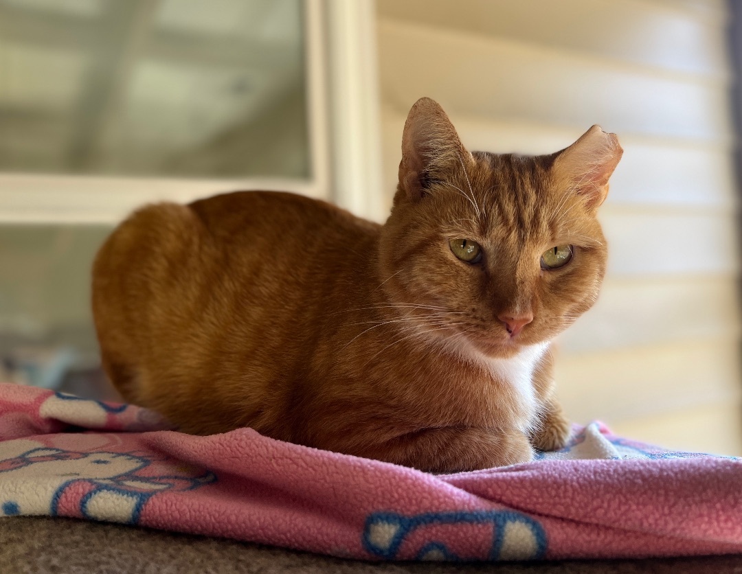Mr Cat, a Adoptable American Shorthair in Palmyra, VA image 3/6