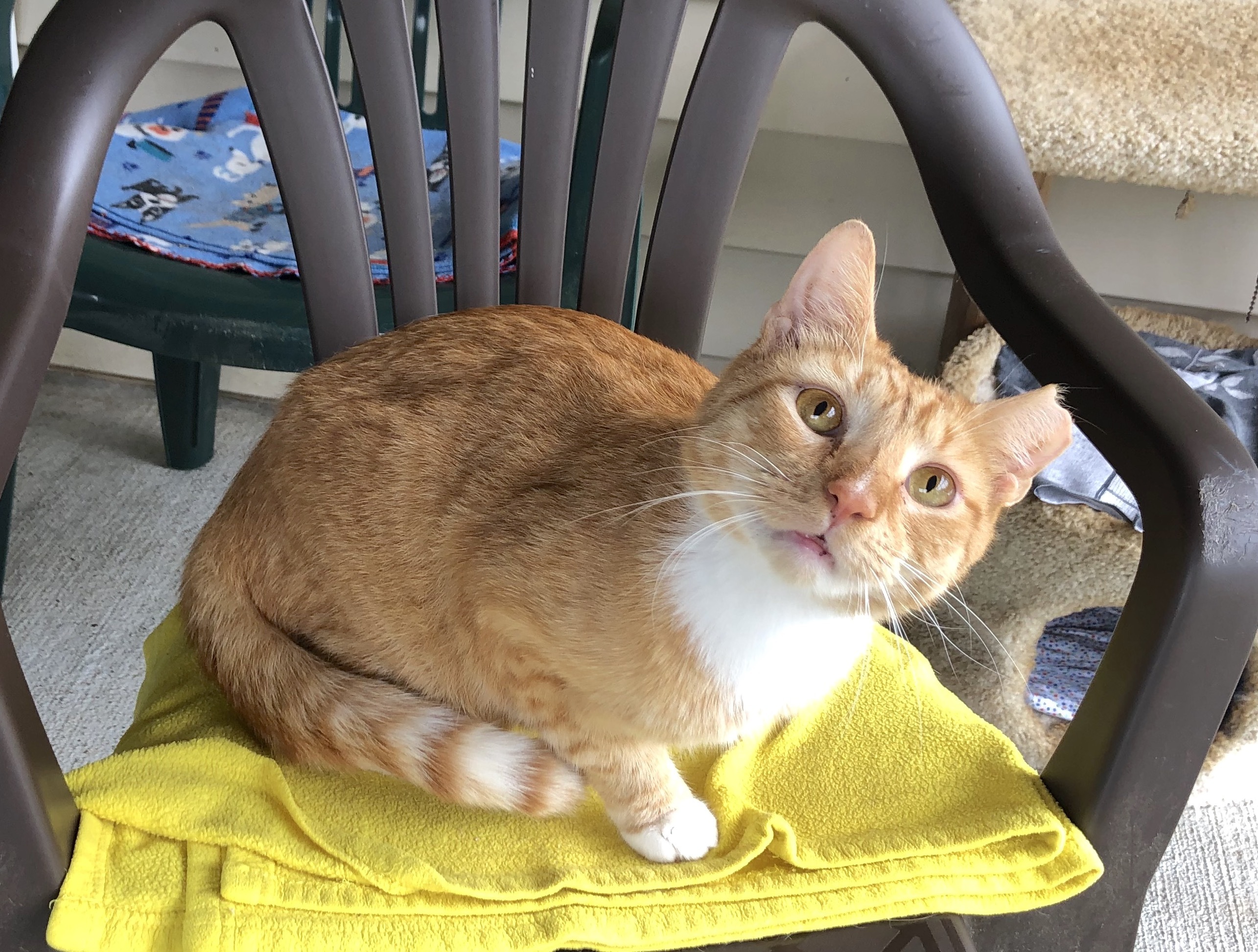 Mr Cat, a Adoptable American Shorthair in Palmyra, VA image 4/6