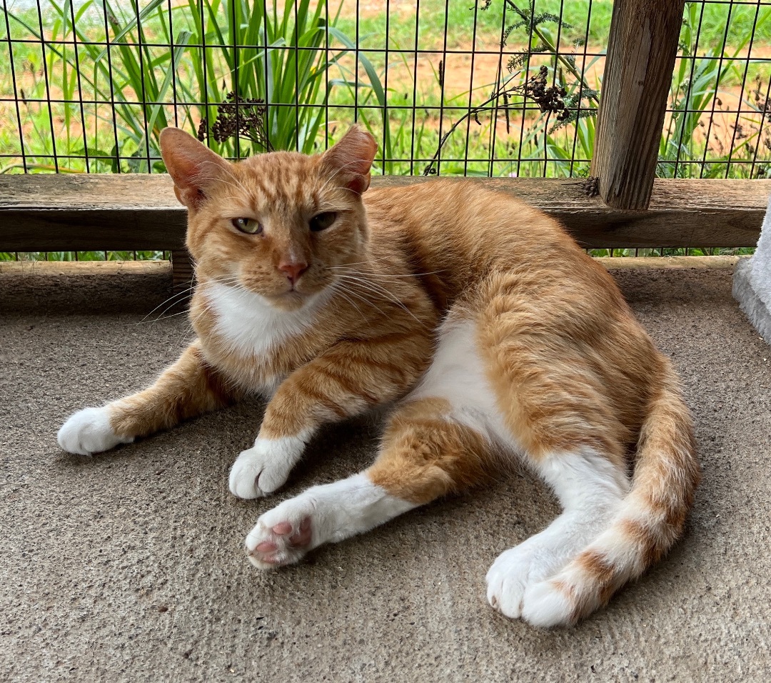 Mr Cat, a Adoptable American Shorthair in Palmyra, VA image 5/6
