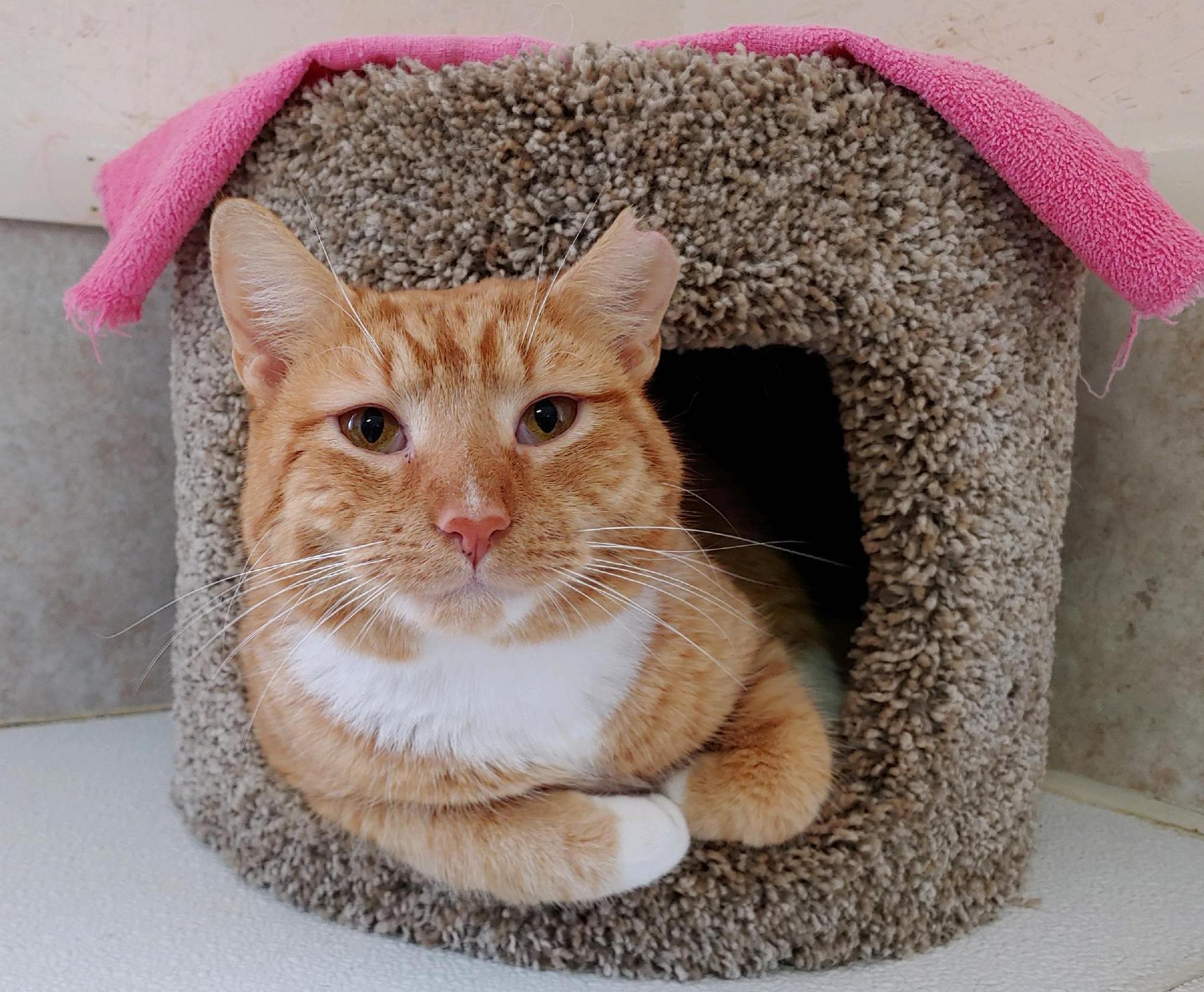 Mr Cat, a Adoptable American Shorthair in Palmyra, VA image 6/6