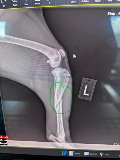 Colter, adopted, Young Male Pointer & Mixed Breed.