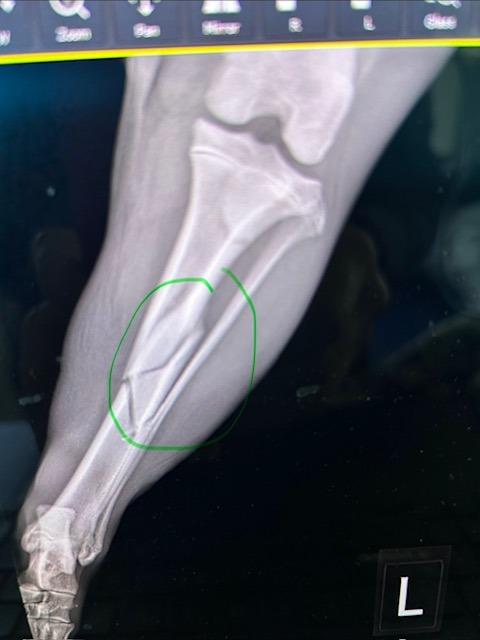 Enlarge Colter, an adopted mixed breed in Archbold , OH image 3/3