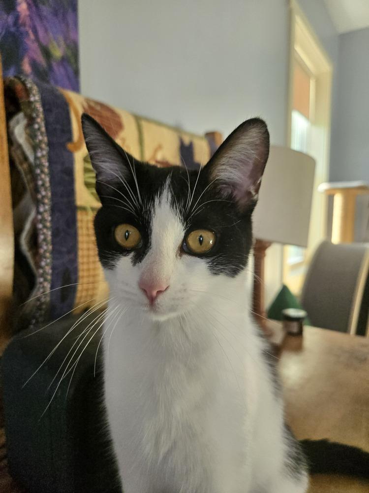 Sweetie, a Adoptable Domestic Short Hair in Clinton Township, MI image 1/6