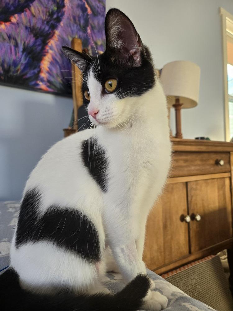 Sweetie, a Adoptable Domestic Short Hair in Clinton Township, MI image 3/6