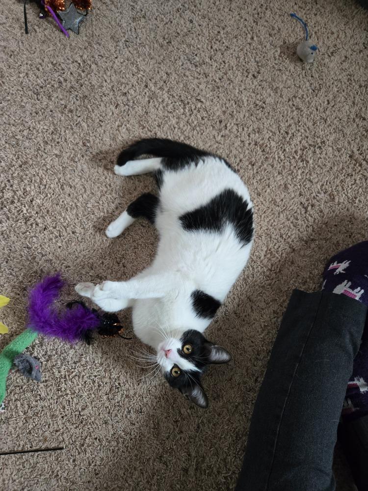 Sweetie, a Adoptable Domestic Short Hair in Clinton Township, MI image 4/6