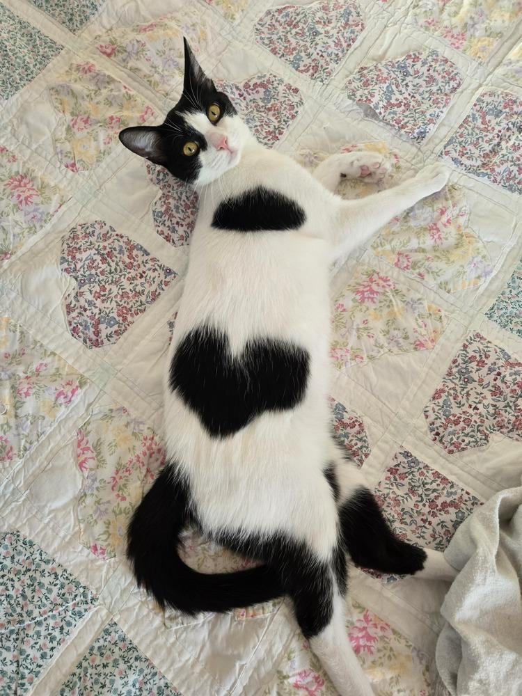 Sweetie, a Adoptable Domestic Short Hair in Clinton Township, MI image 5/6