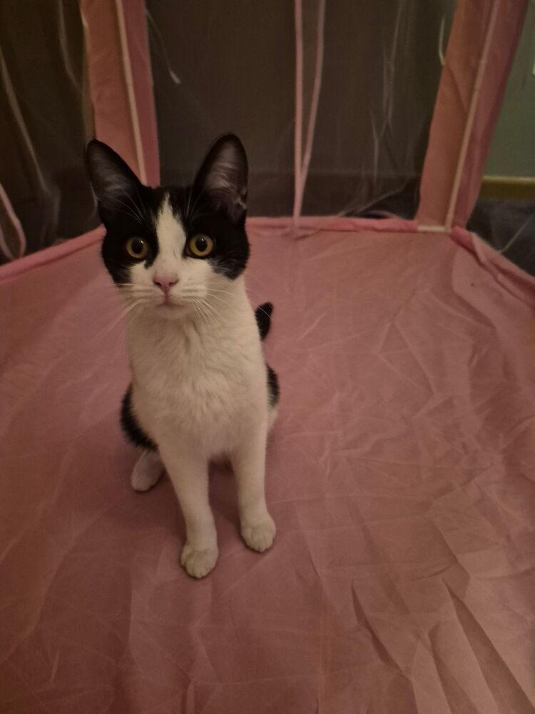 Sweetie, a Adoptable Domestic Short Hair in Clinton Township, MI image 6/6