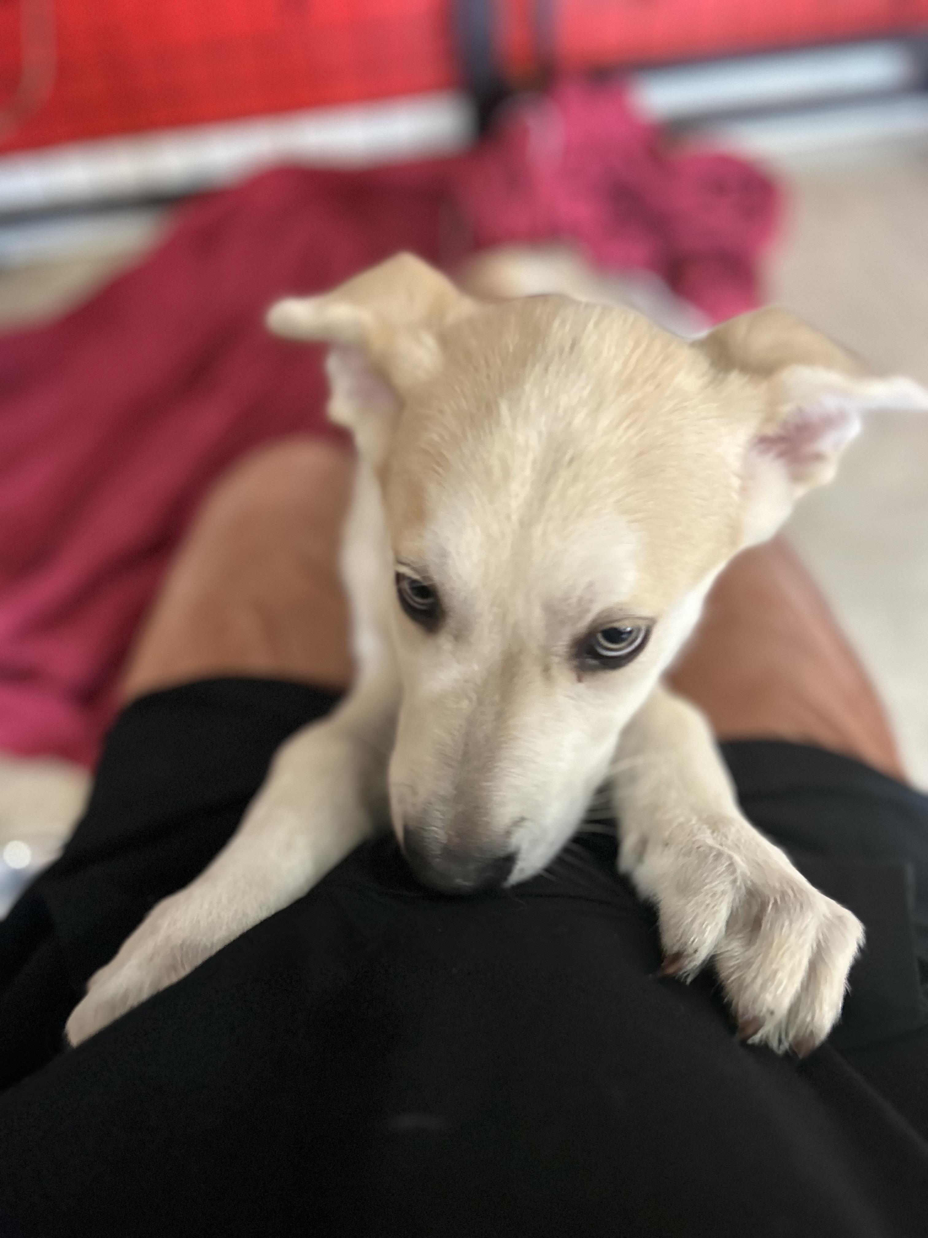 Enlarge Kona, an adopted mixed breed in Madison Heights, MI image 6/6