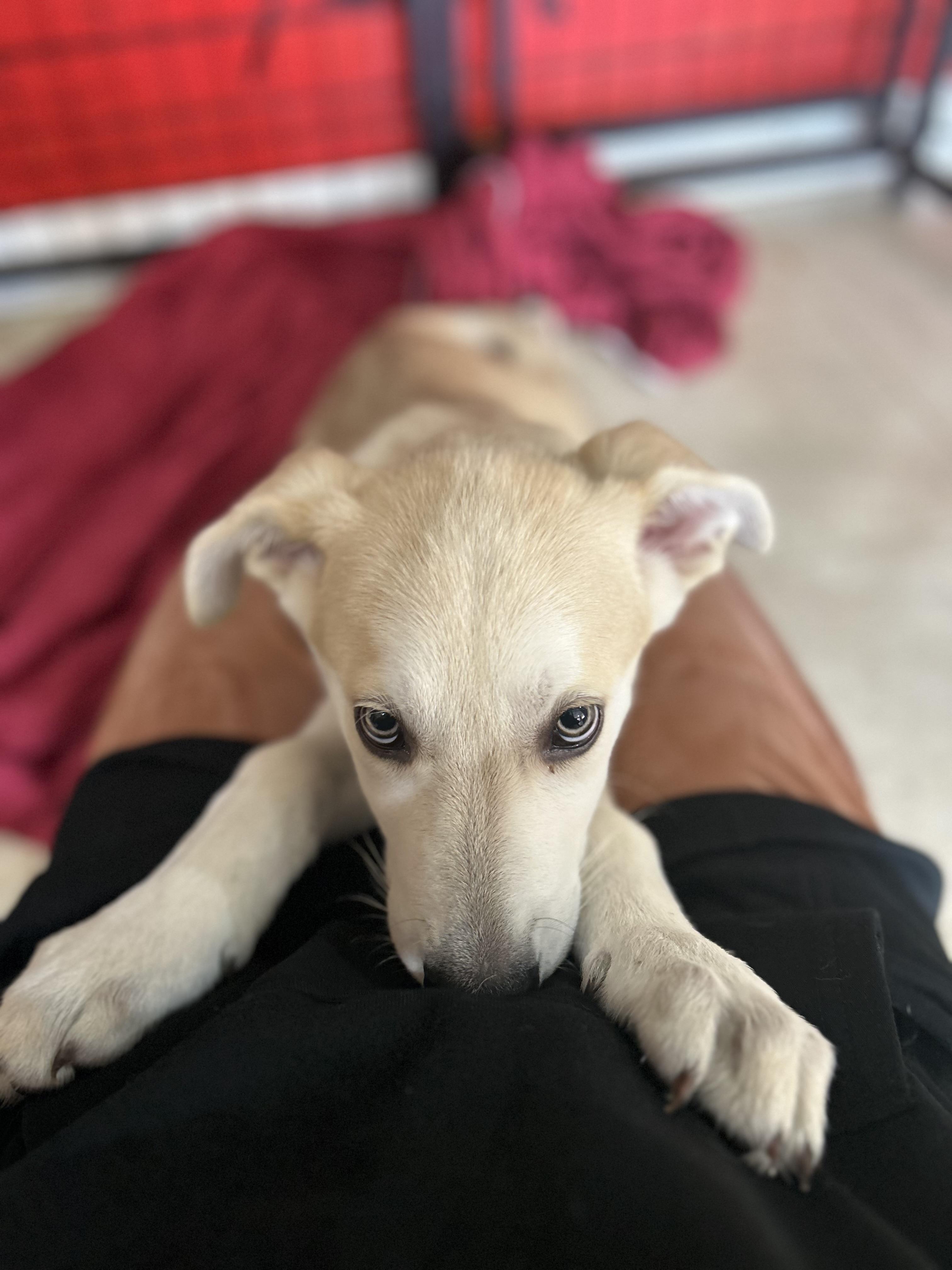 Enlarge Kona, an adopted mixed breed in Madison Heights, MI image 5/6