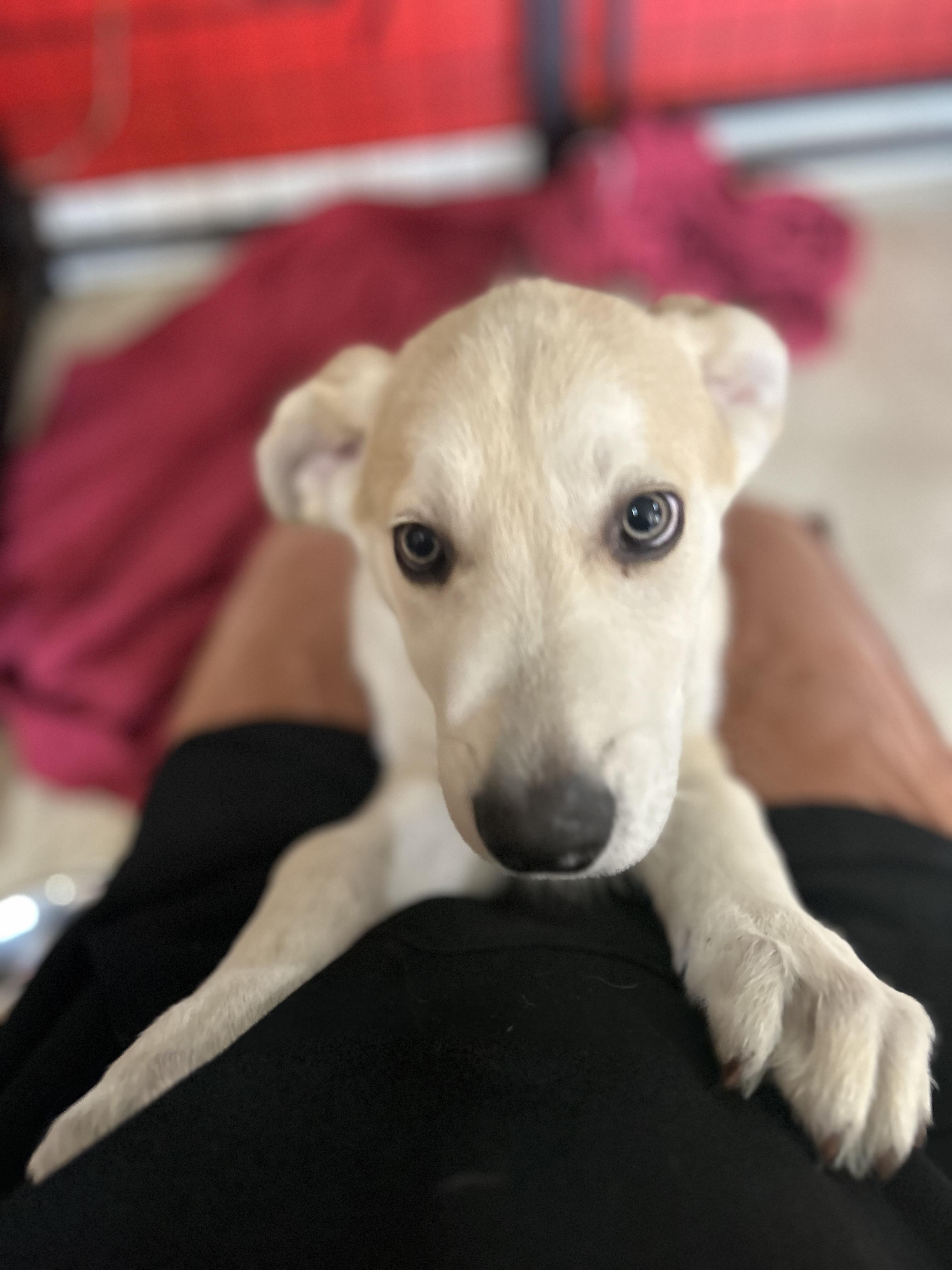 Enlarge Kona, an adopted mixed breed in Madison Heights, MI image 2/6
