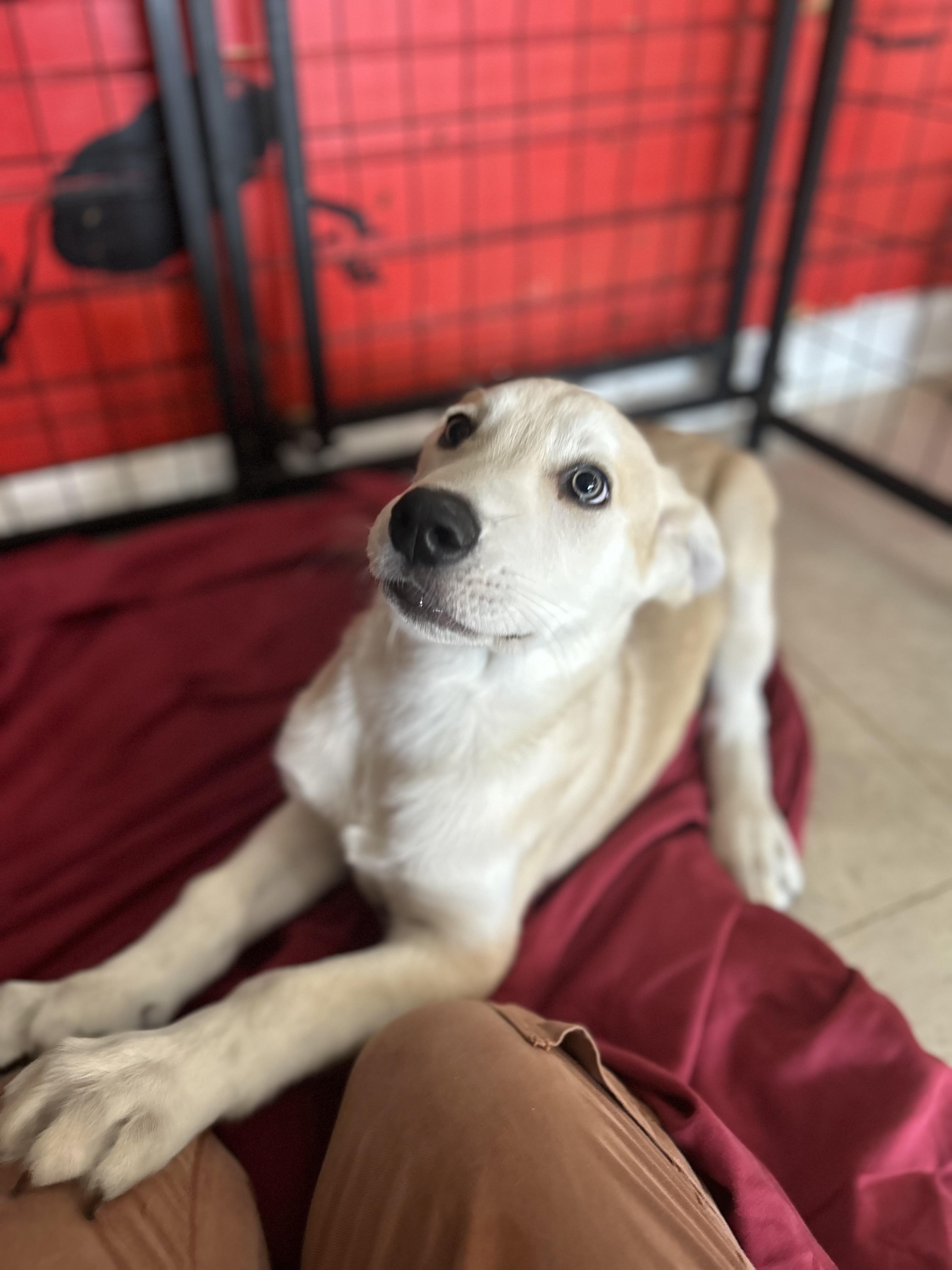 Kona, adopted, Puppy Male Husky & Retriever.