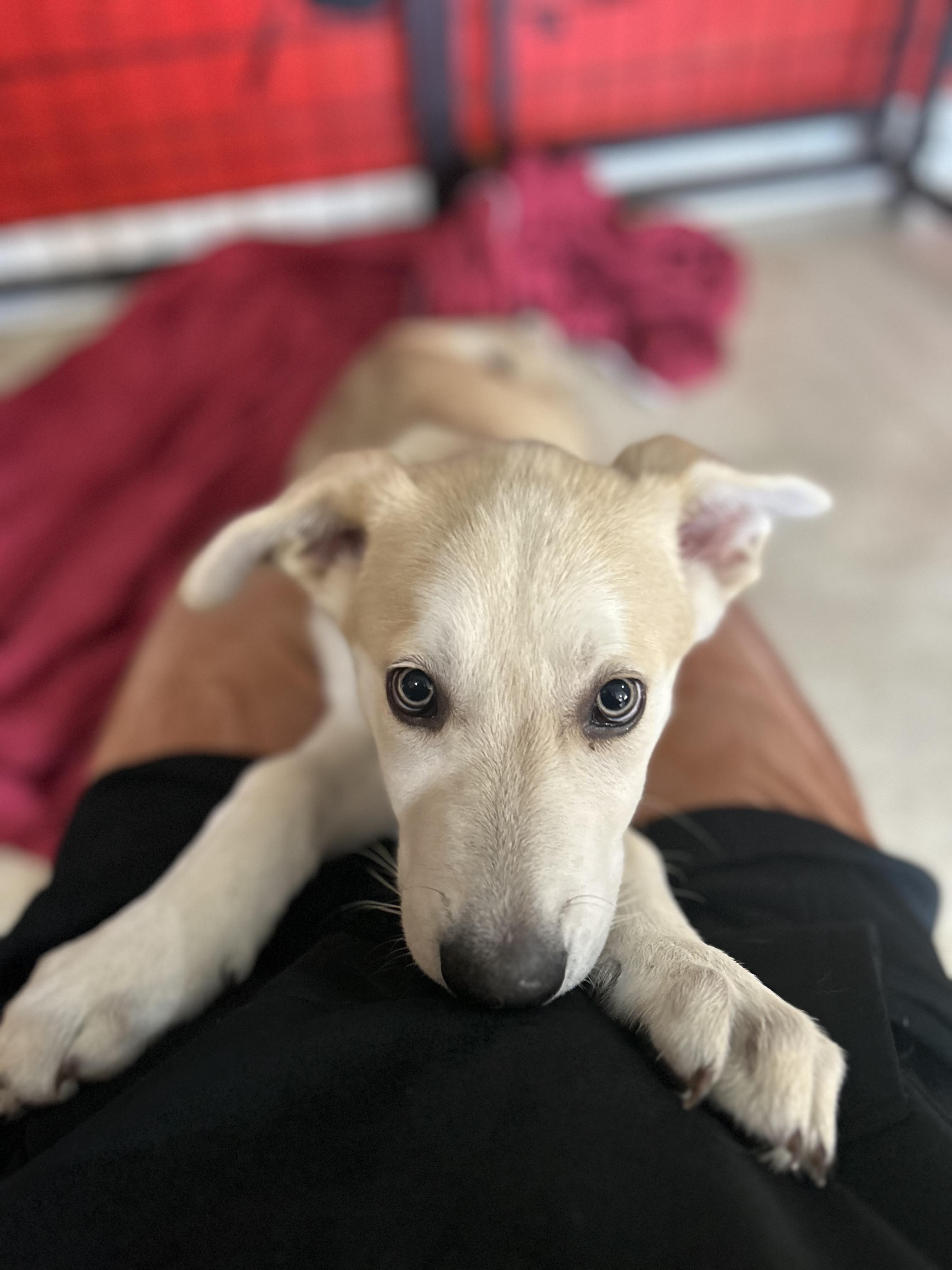 Enlarge Kona, an adopted mixed breed in Madison Heights, MI image 4/6