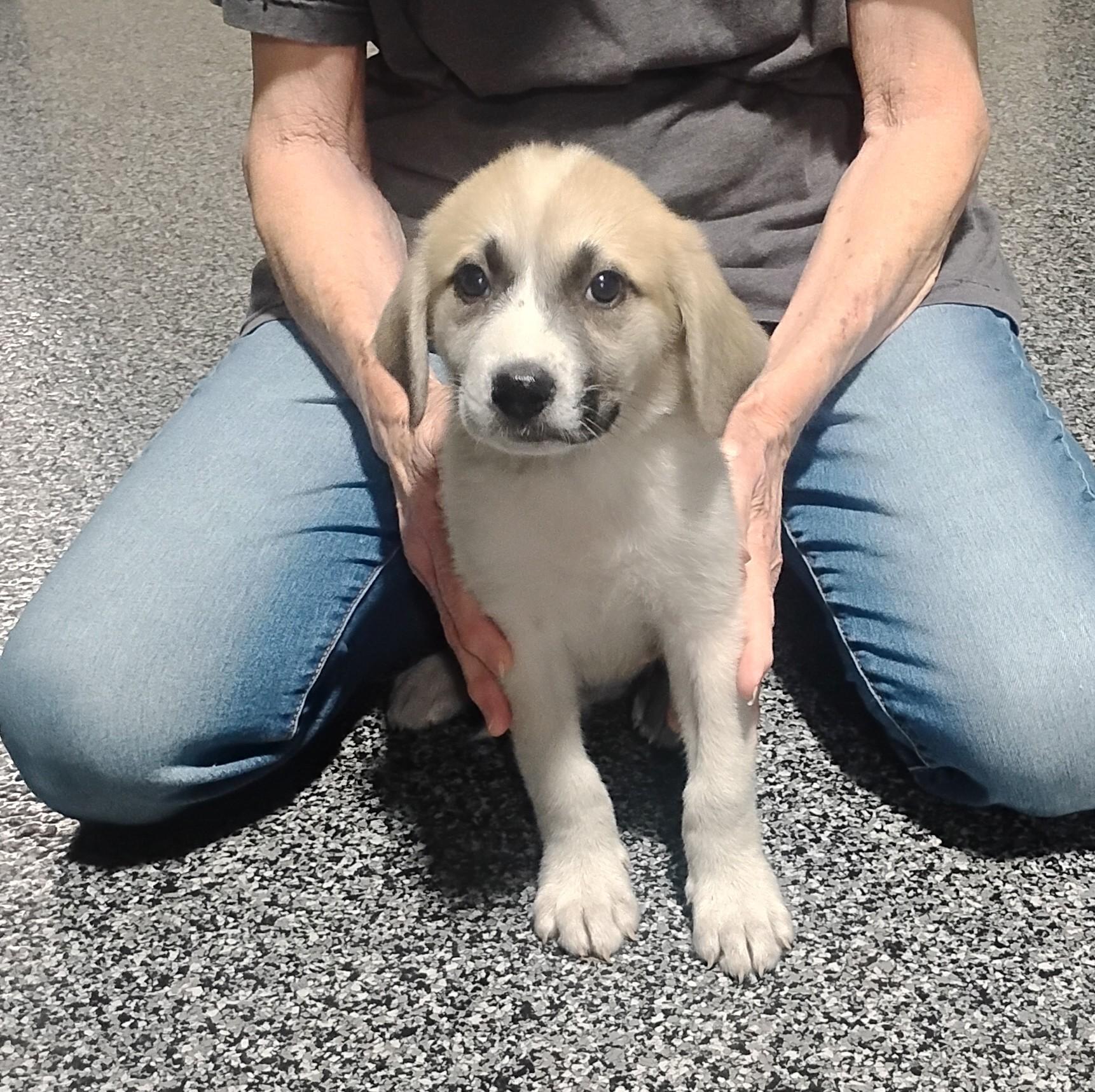 Halo, a ADOPTABLE mixed breed in Sulphur, OK image 4/5