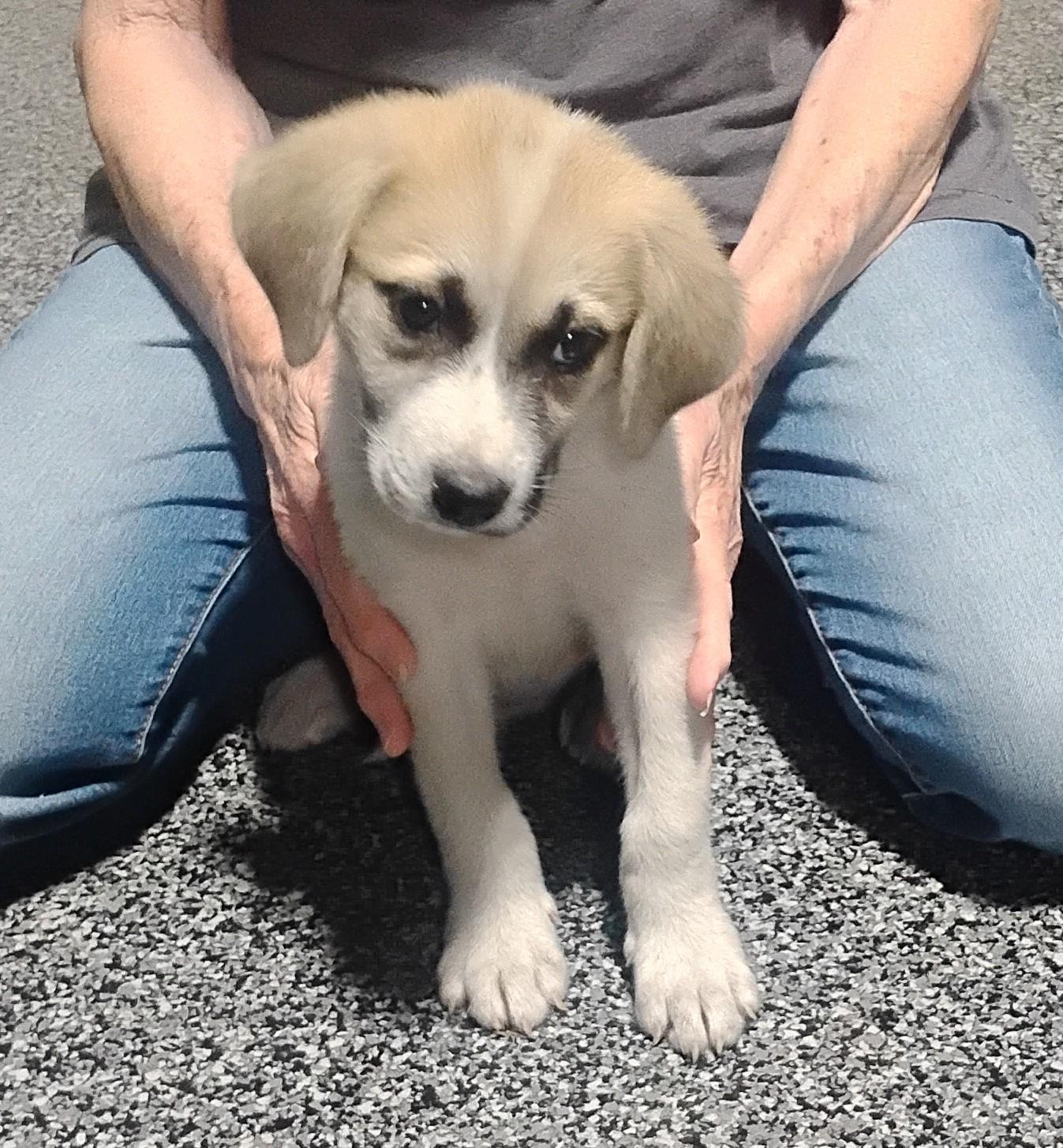 Halo, a ADOPTABLE mixed breed in Sulphur, OK image 3/5