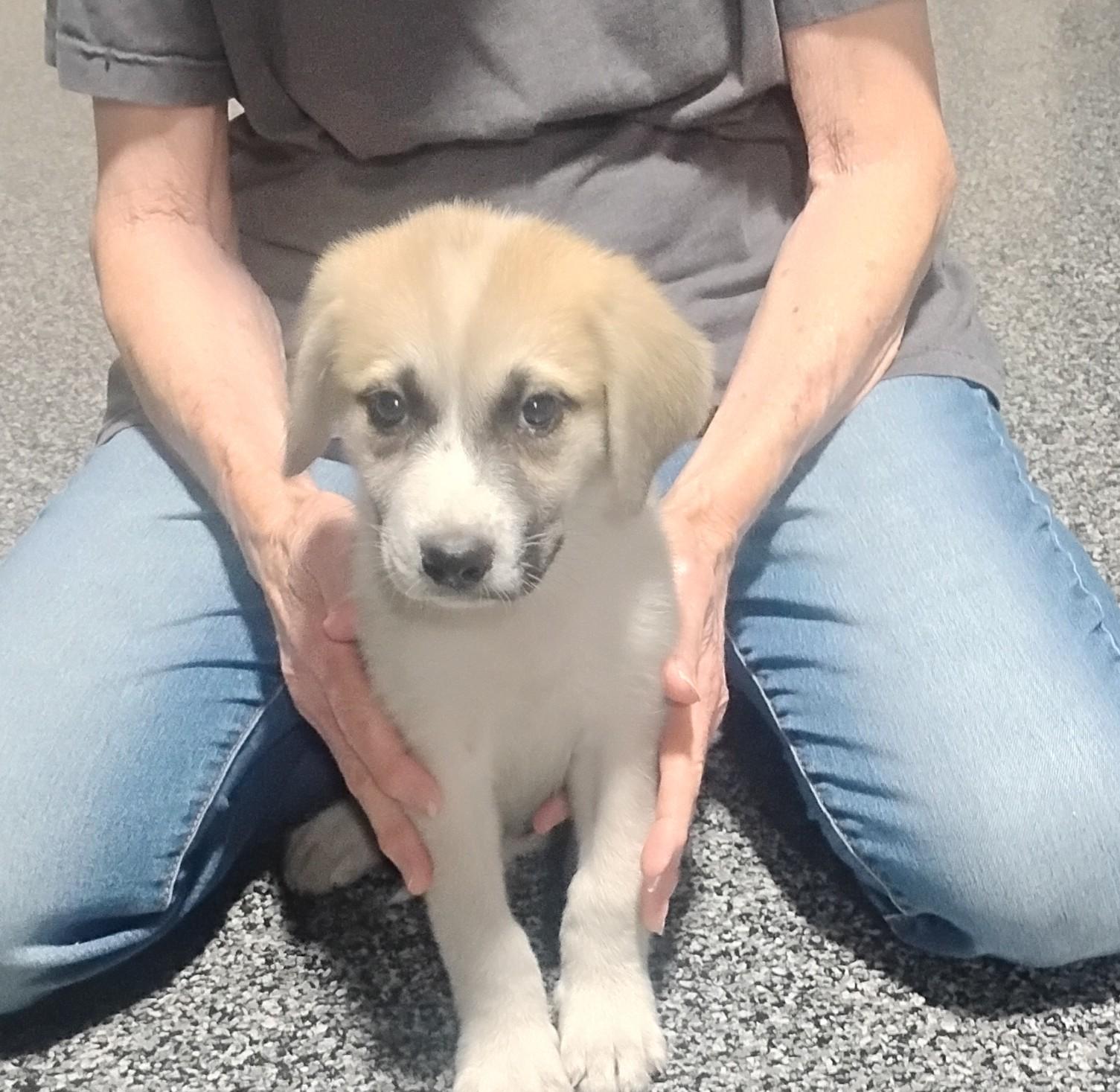 Halo, a ADOPTABLE mixed breed in Sulphur, OK image 2/5