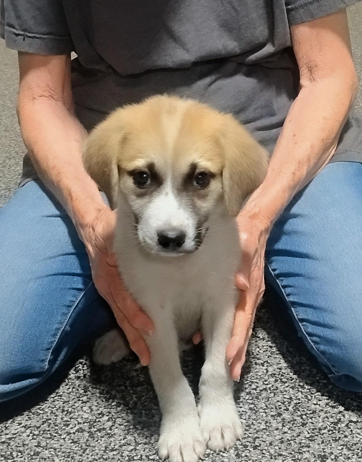 Halo, a ADOPTABLE mixed breed in Sulphur, OK image 1/5