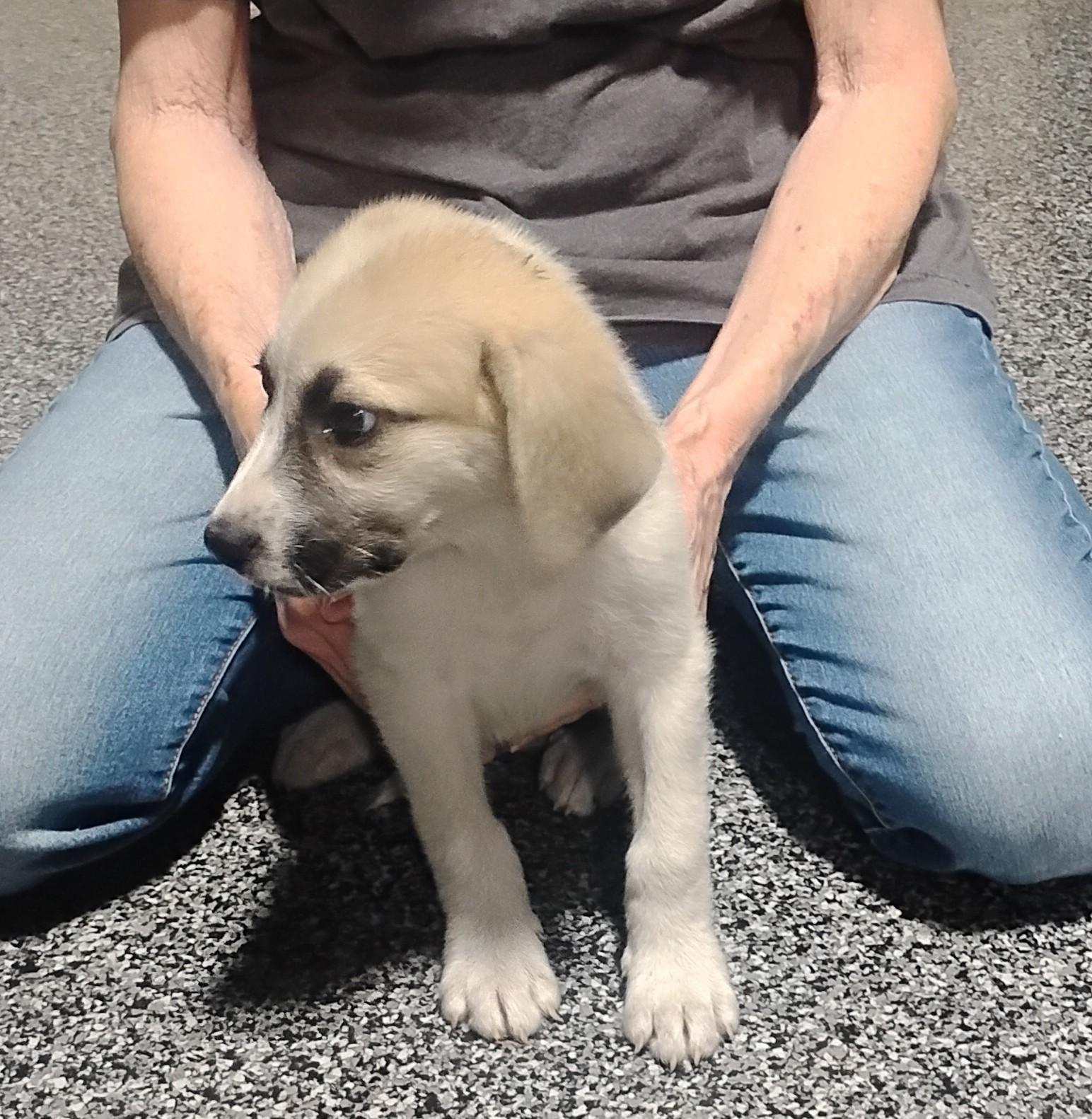 Halo, a ADOPTABLE mixed breed in Sulphur, OK image 5/5
