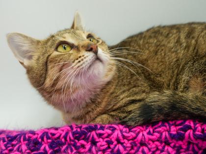 Enlarge Athena (BONDED WITH CHEETO), a Adoptable mixed breed in Bowling Green, KY image 1/3