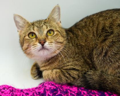Athena, Adoptable, Adult Female Domestic Short Hair & Domestic Short Hair.