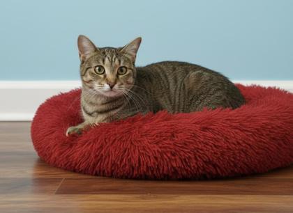 Enlarge Athena (BONDED WITH CHEETO), a Adoptable mixed breed in Bowling Green, KY image 3/3