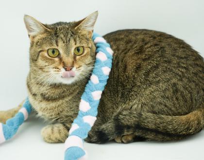 Enlarge Athena, a Adoptable mixed breed in Bowling Green, KY image 2/3
