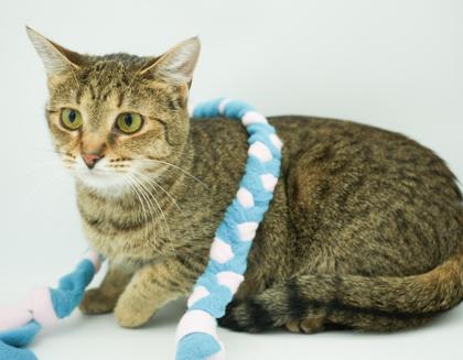 Enlarge Athena, a Adoptable mixed breed in Bowling Green, KY image 3/3