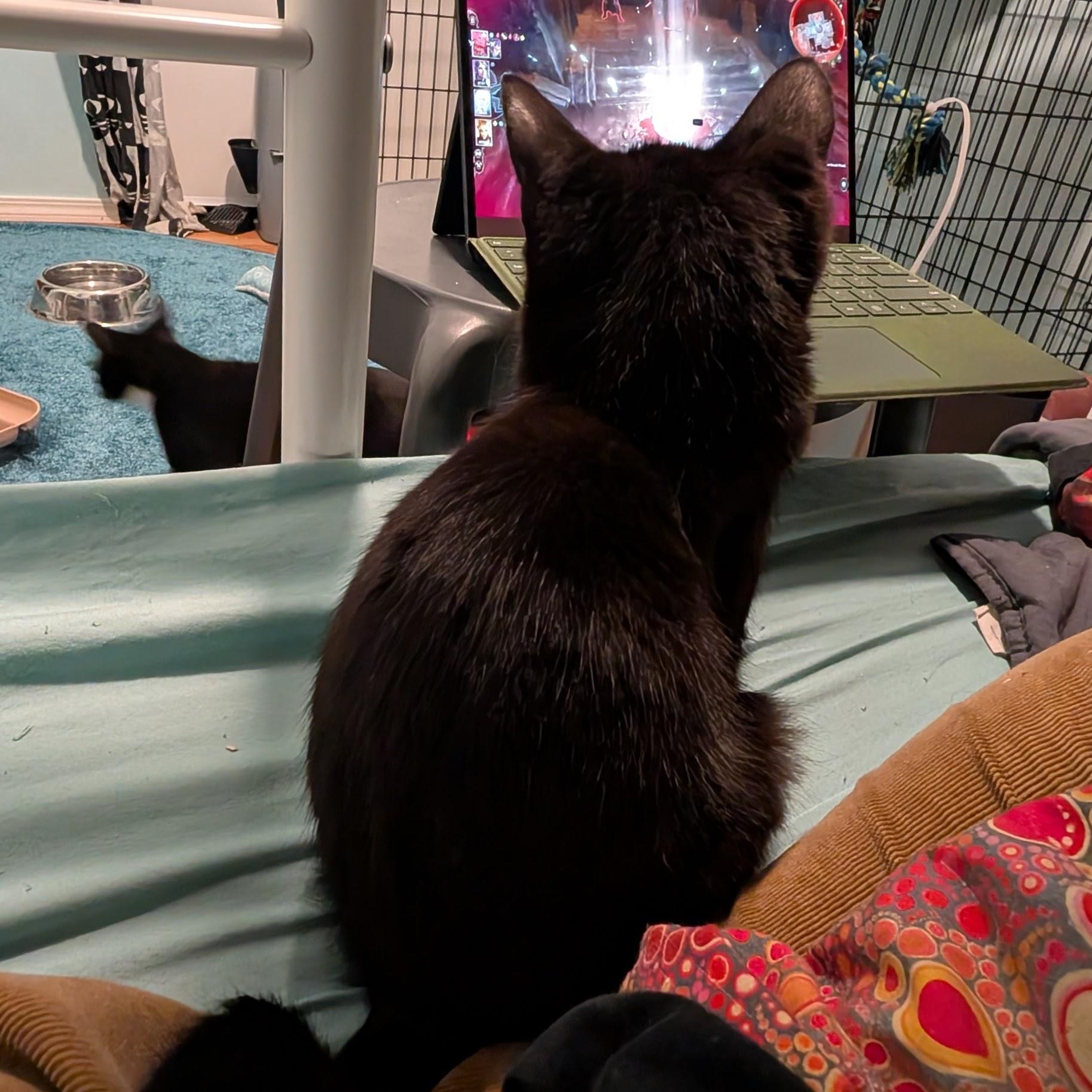 Enlarge Jaheira, an adopted Domestic Short Hair in Portland, OR image 3/5