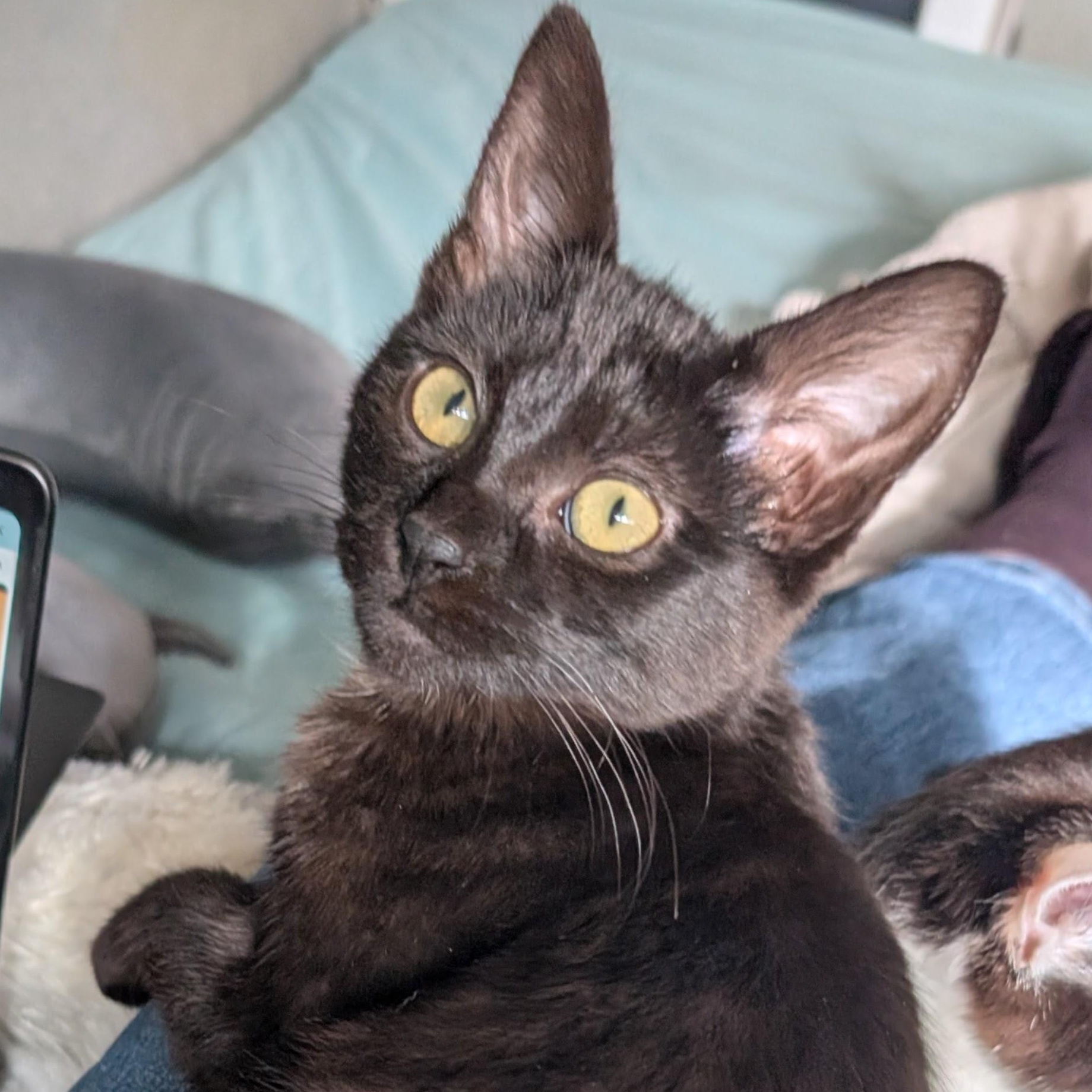 Enlarge Jaheira, an adopted Domestic Short Hair in Portland, OR image 5/5