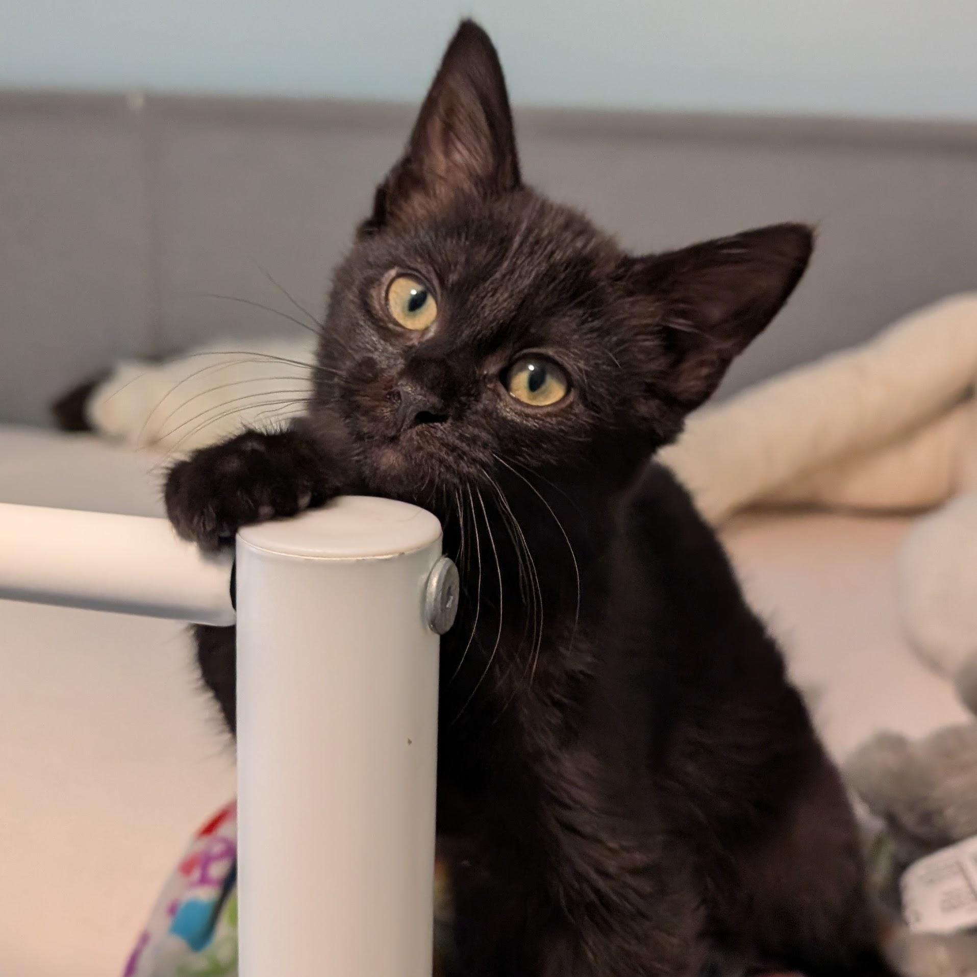 Jaheira, adopted, Kitten Female Domestic Short Hair.