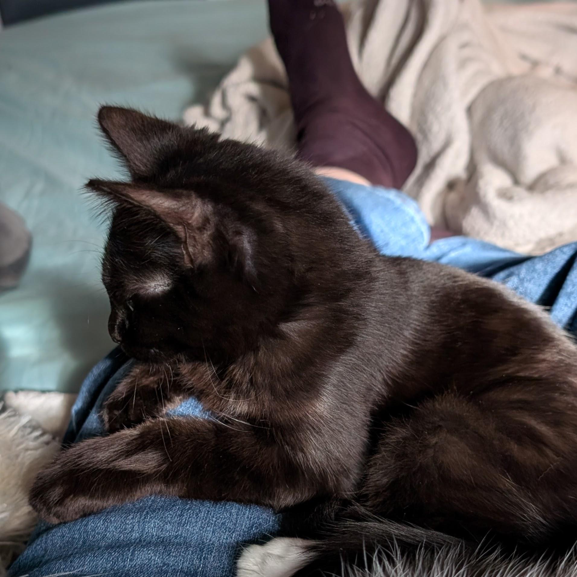 Enlarge Jaheira, an adopted Domestic Short Hair in Portland, OR image 2/5