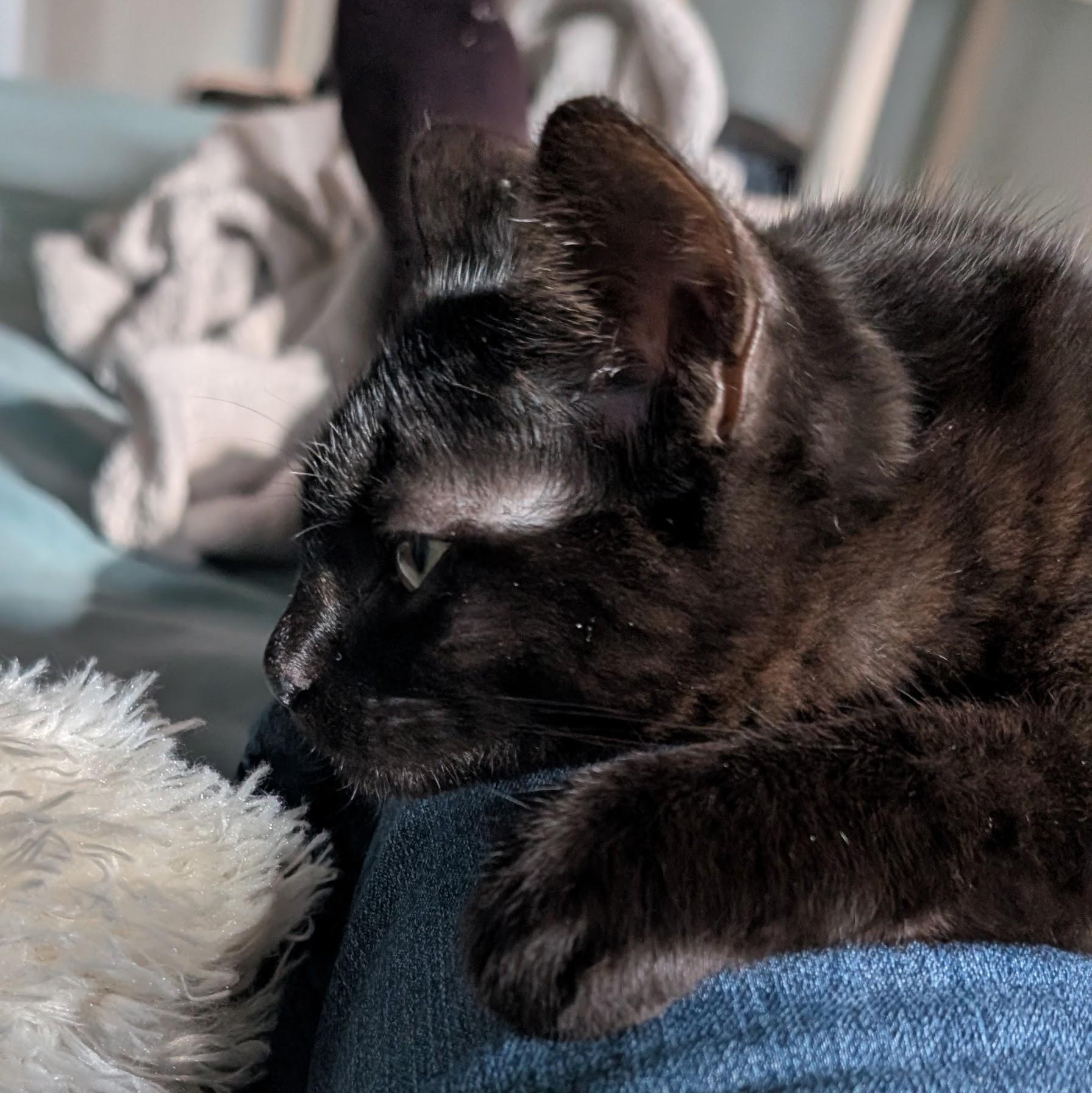 Enlarge Jaheira, an adopted Domestic Short Hair in Portland, OR image 4/5