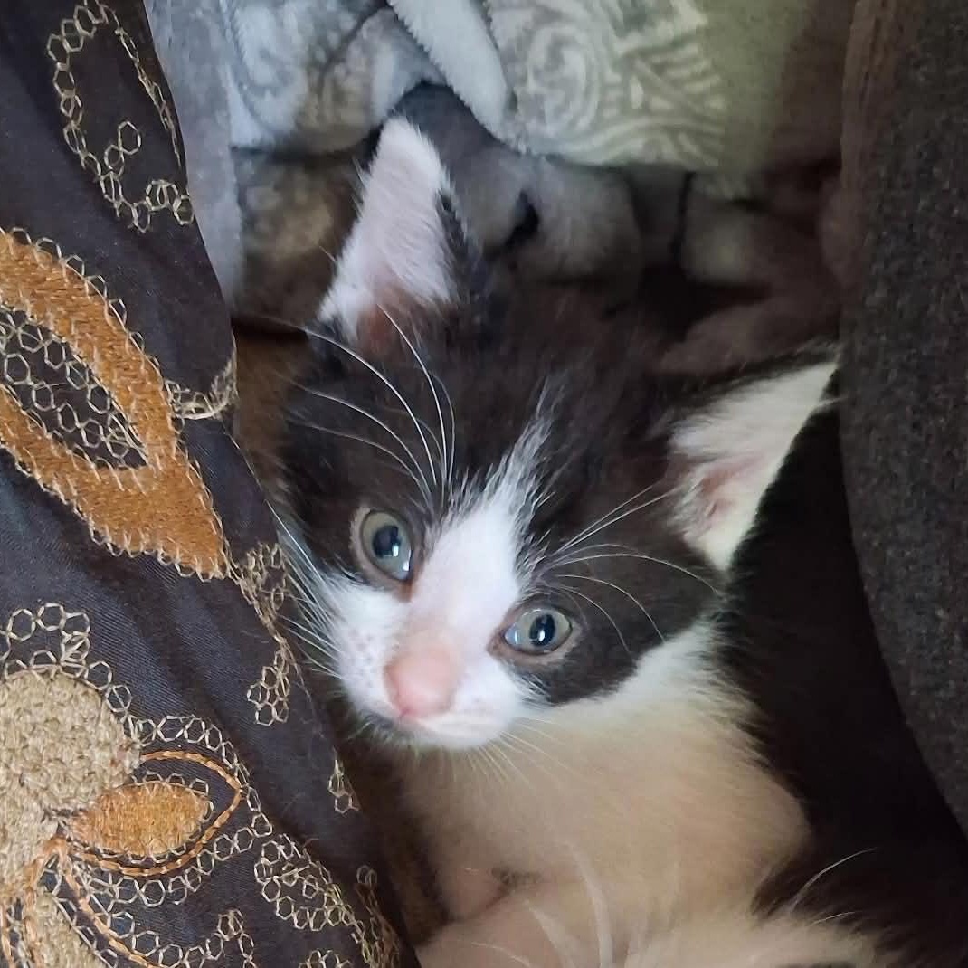 Flounder, a ADOPTABLE Domestic Short Hair in Port Washington, WI image 2/2