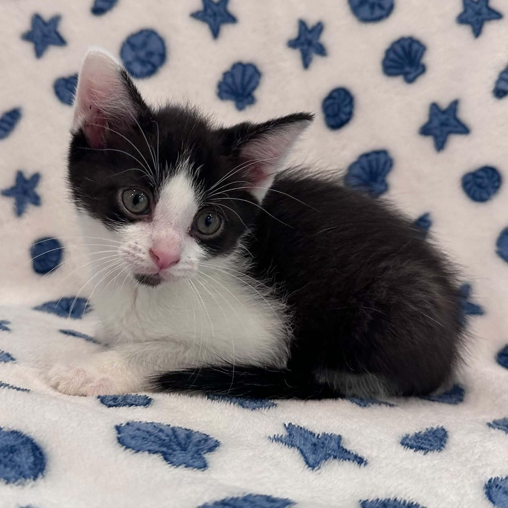 Flounder, ADOPTABLE, Kitten Male Domestic Short Hair.