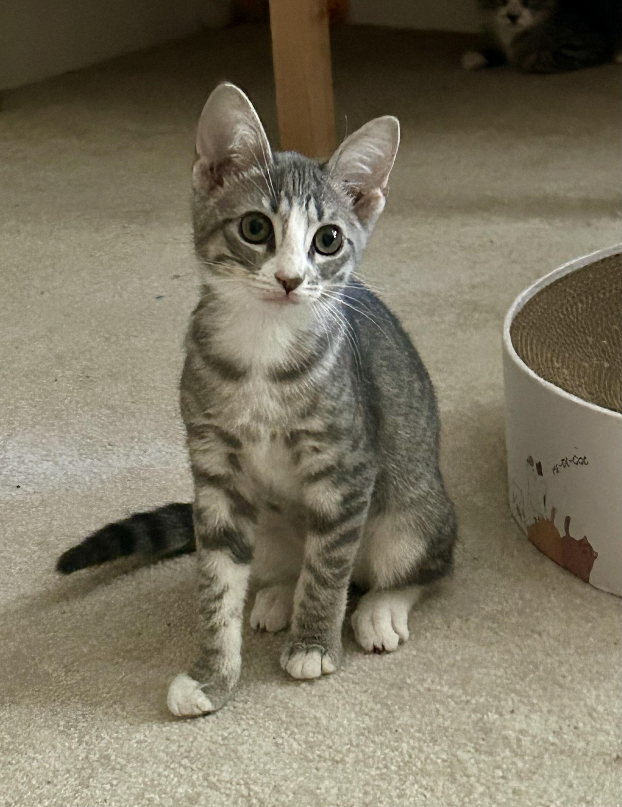 Sadie (Sister of Maddux)