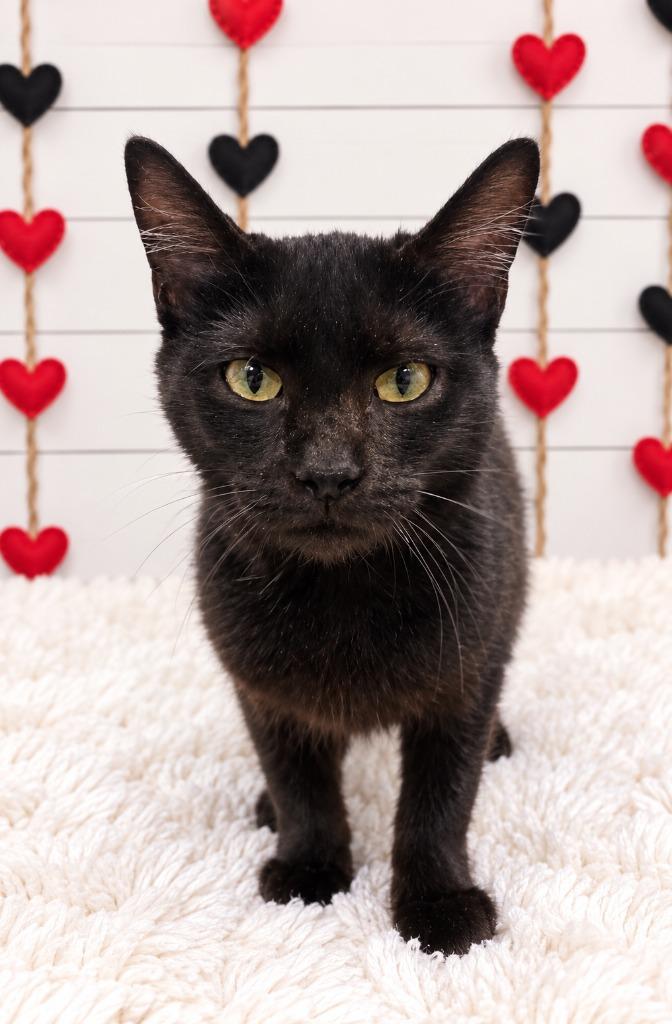 Photon, Adoptable, Kitten Female Domestic Short Hair.