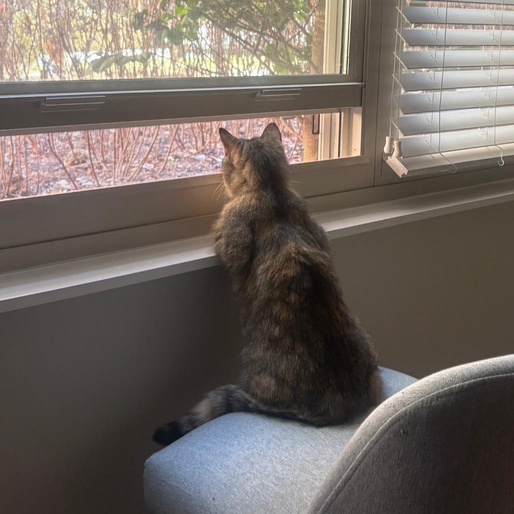 Muffin, Adoptable, Senior Female Domestic Short Hair & Domestic Short Hair.