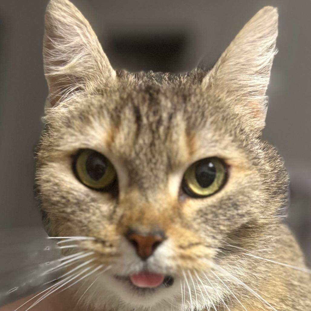 Enlarge Muffin, a Adoptable mixed breed in Falls Church, VA image 2/6