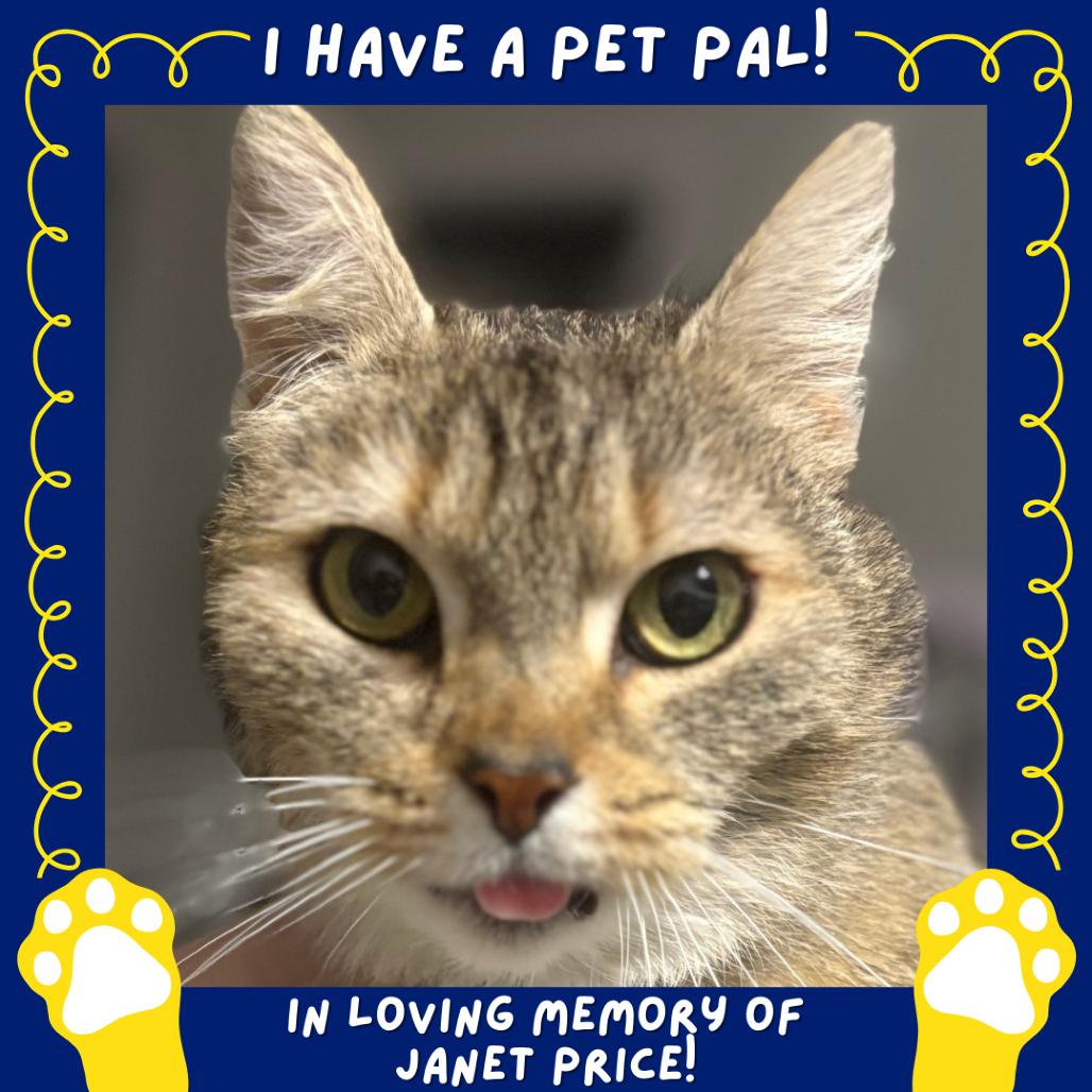 Enlarge Muffin, a Adoptable mixed breed in Falls Church, VA image 4/6