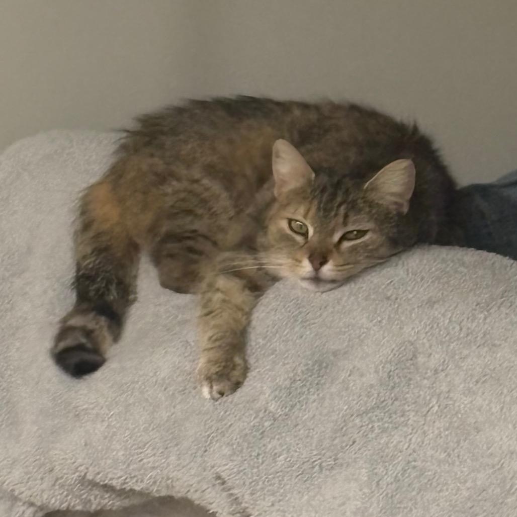 Enlarge Muffin, a Adoptable mixed breed in Falls Church, VA image 5/6