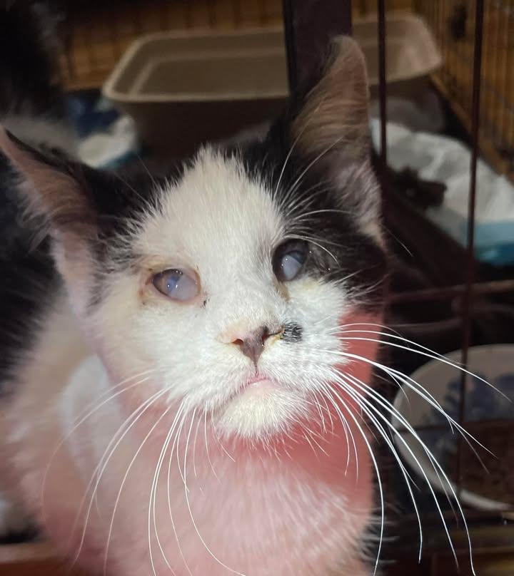 Jellybean, a Adoptable Domestic Short Hair in Arthurette, NB image 2/2