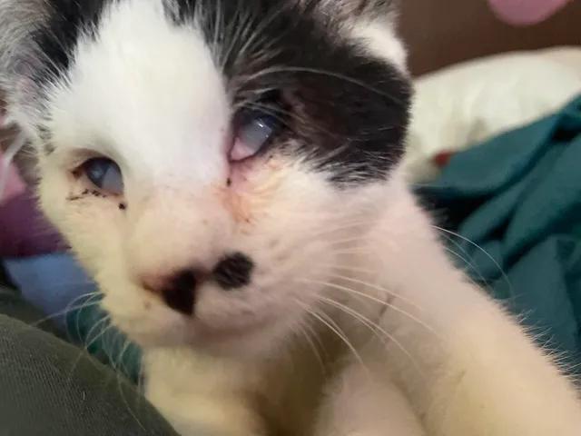 Jellybean, a Adoptable Domestic Short Hair in Arthurette, NB image 1/2