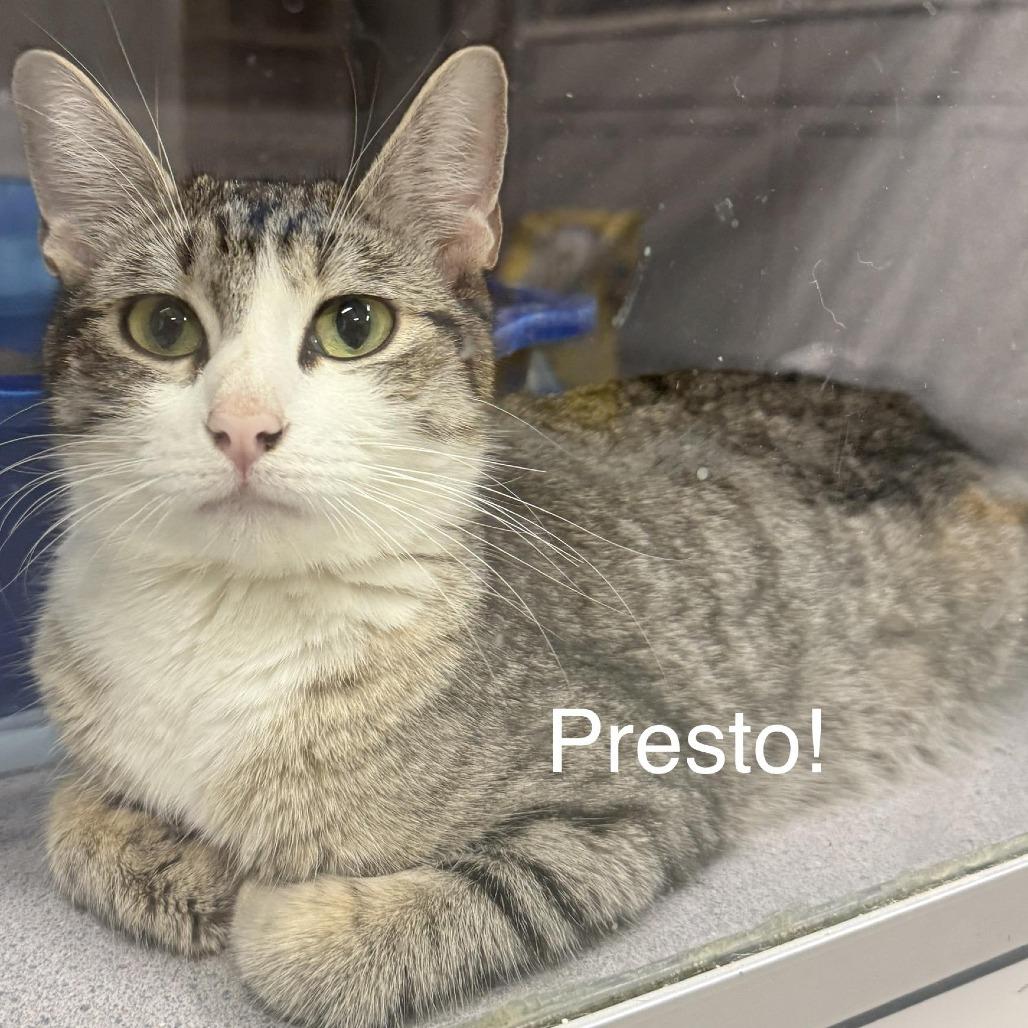 Presto!, Adoptable, Adult Female American Shorthair.