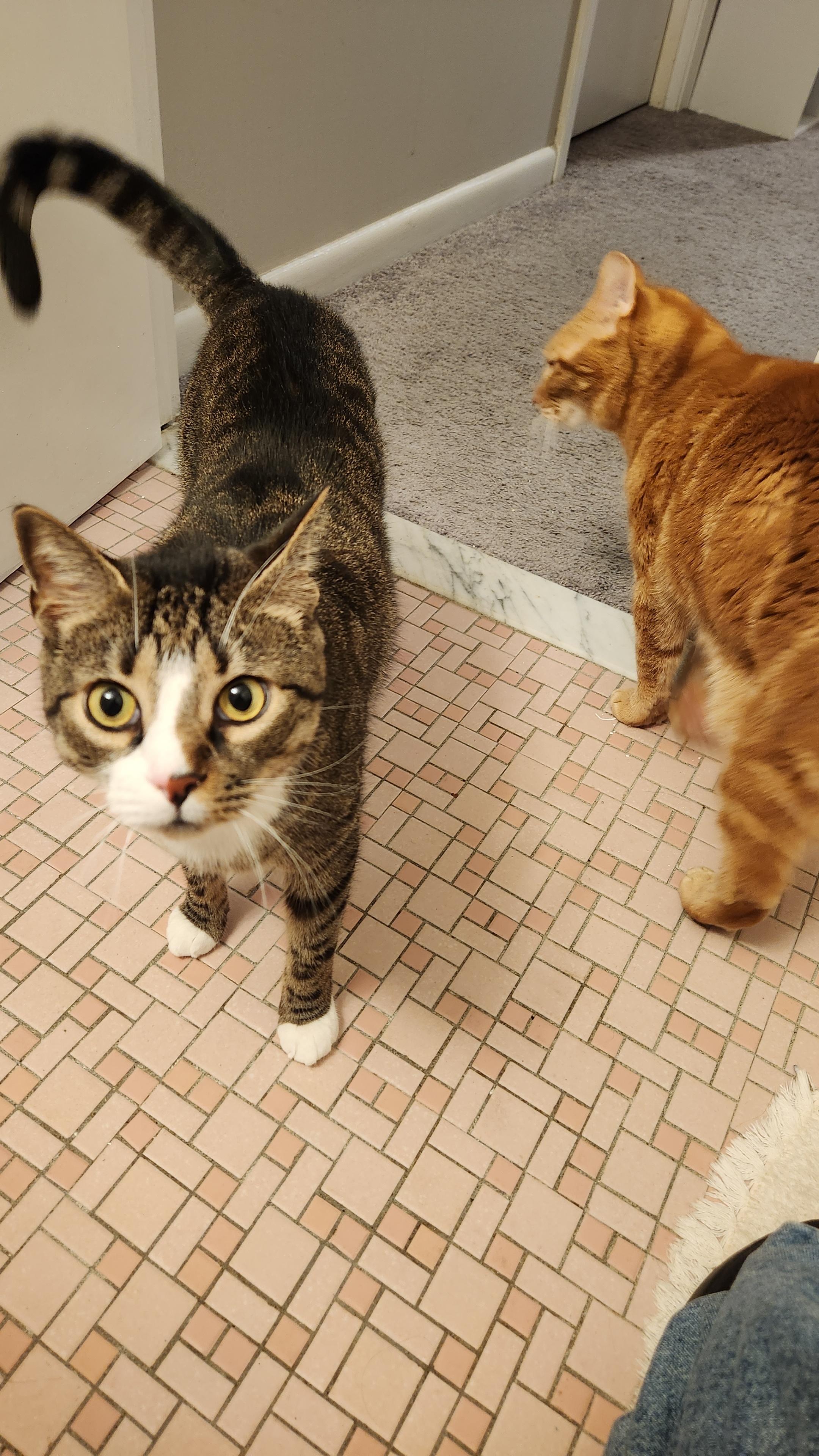 Sunshine and Poppy, Adult Male Domestic Short Hair