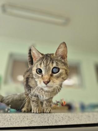 Enlarge Marina, a Adoptable mixed breed in Columbus, IN image 1/1