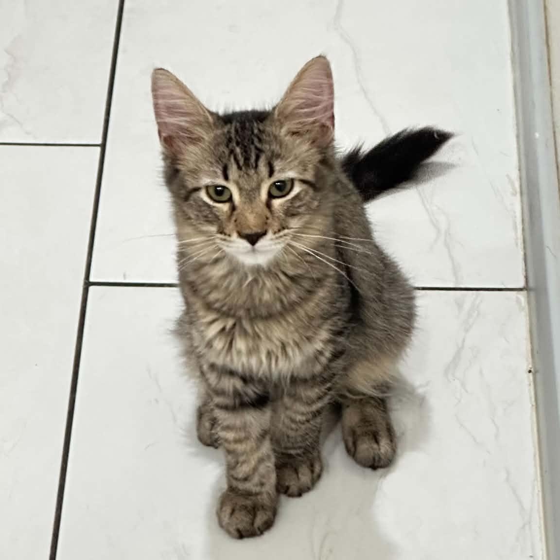 Sapphire aka Agate, Adoptable, Kitten Male Tabby.