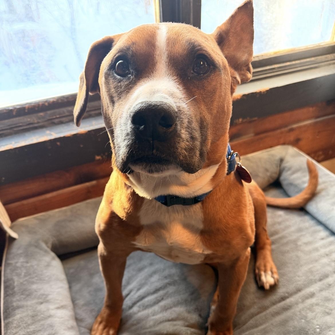 Meatloaf , ADOPTABLE, Adult Male American Staffordshire Terrier & Hound.