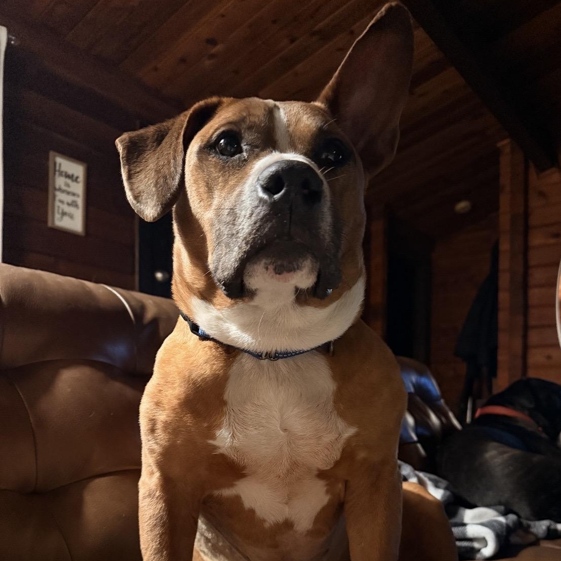 Enlarge Meatloaf , a ADOPTABLE mixed breed in South Plainfield, NJ image 3/6