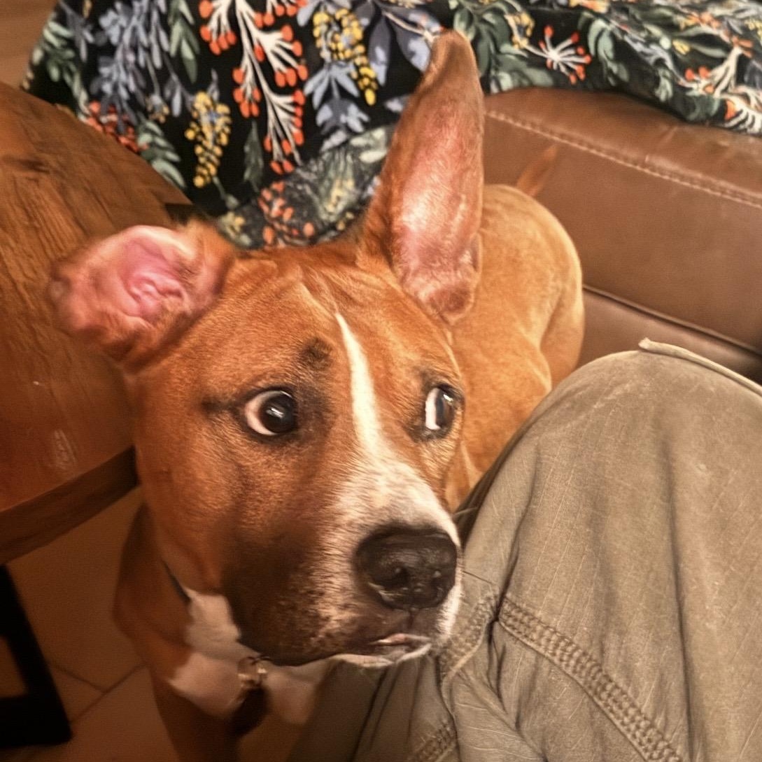 Enlarge Meatloaf , a ADOPTABLE mixed breed in South Plainfield, NJ image 5/6