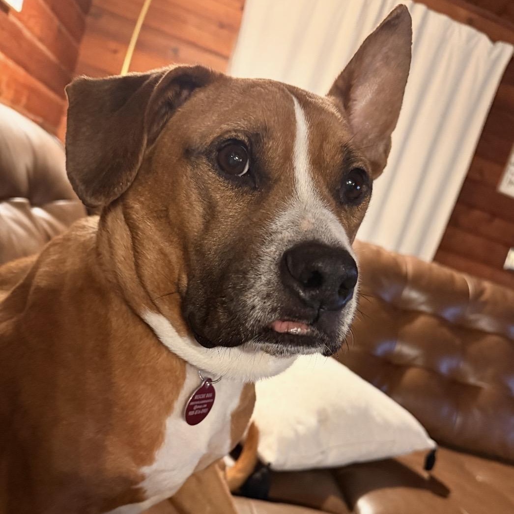 Enlarge Meatloaf , a ADOPTABLE mixed breed in South Plainfield, NJ image 2/6