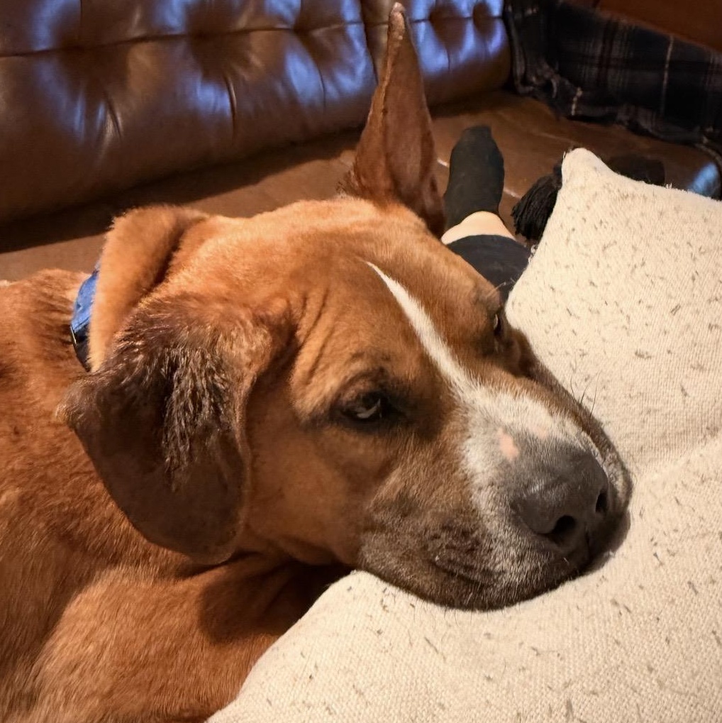 Enlarge Meatloaf , a ADOPTABLE mixed breed in South Plainfield, NJ image 4/6